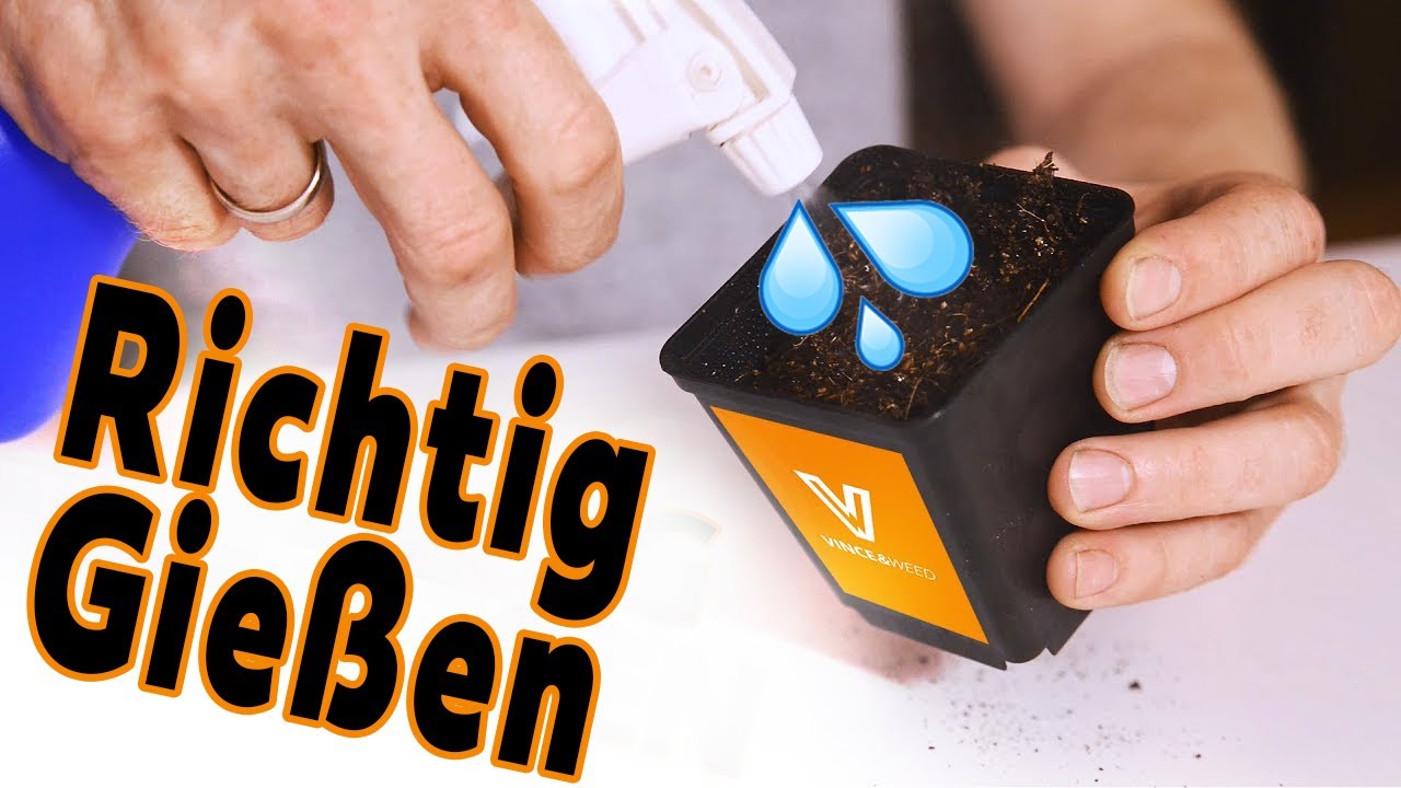 Richtig gießen auf Erde - Optimale Wasserversorgung deiner Pflanzen