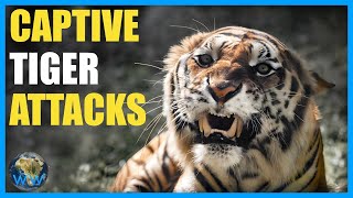 Captive Tiger Attacks