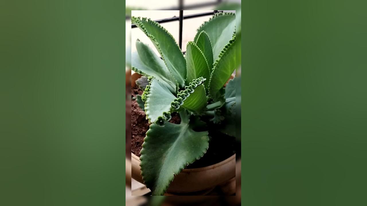Vegetative propagation in Bryophyllum plant. YouTube