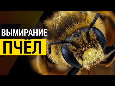 ▽ Что происходит с пчёлами? Массовое вымирание пчёл