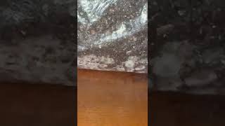 Mycelium #3am #foryou #diy Mycelium #3am #foryou #diy