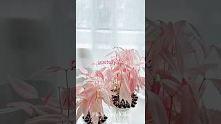 How to Grow a Magical Pink Forest From Lychee Seeds! How to Grow a Magical Pink Forest From Lychee Seeds!