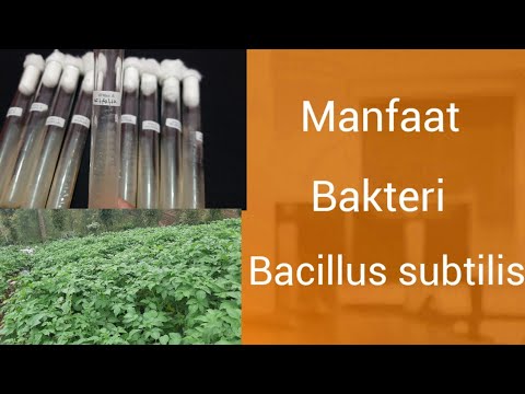 Video: Di mana Bacillus subtilis ditemukan?