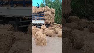 ចម្បើង farm shortvideo shorts short like subscribe 1million views