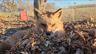 Finnegan Fox plays in the leaves on the trampoline