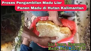 Panen Madu Hutan | Panen Madu Liar di Hutan Kalimantan