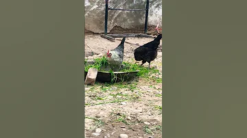Amazing Hen Video Shorts Han Video 