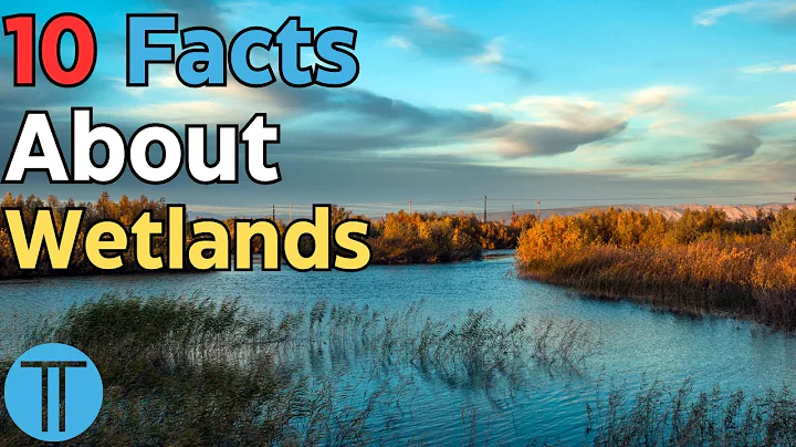 10 Fascinating Facts About Wetlands | Facts No Less