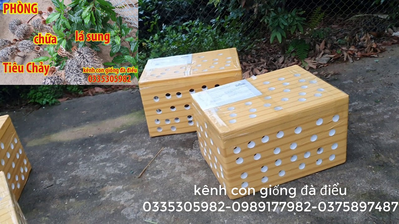 bài thuốc dân gian chữa đi ỉa cho con giống đà điểu 0335305982 - YouTube