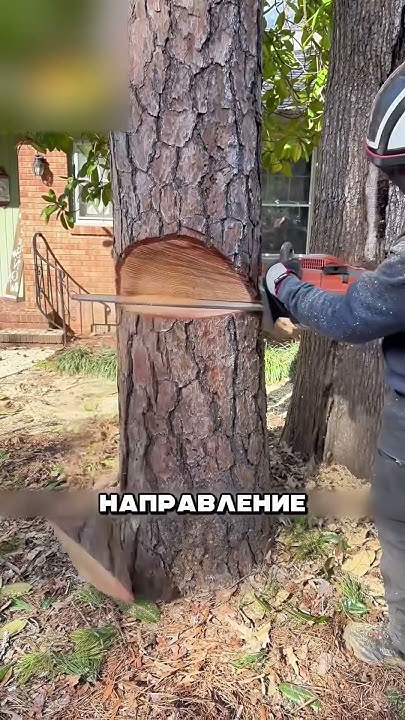УМНЫЙ СПИЛ ДЕРЕВЬЕВ - YouTube