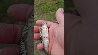 рыбалка🐟 на Beinheim See платва атакована хищником #рыбалка #angeln #fishing #pêche #хищник #платва