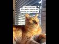 Your indoor cat doesn't need much #catmom #catsoftiktok #sponsored #catallergy #catallergies