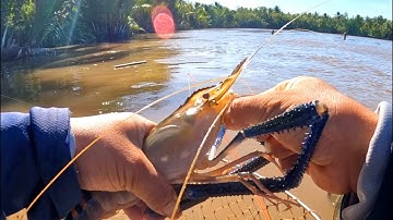 Tập 208: trưa nắng bơi xuồng ra sông câu gặp tôm càng xanh và cá ngát hung dữ