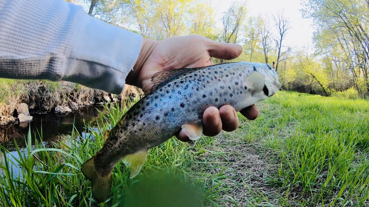 Trout Fishing MN Small Creek Trout YouTube