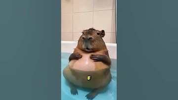 Waarom vallen krokodillen geen capibara