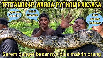 AKHIR NYA ULAR PYTHON RAKSASA PEMAK4N MANUSIA TERTANGKAP DI KEBUN SAWIT