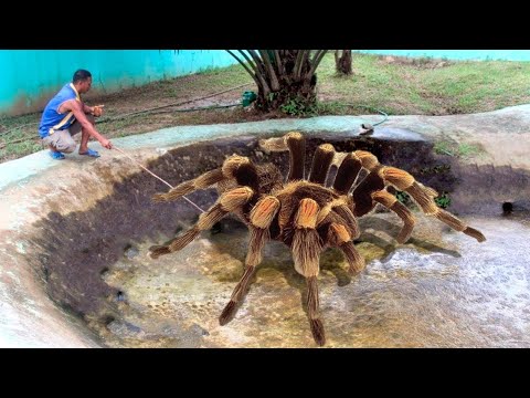 Video: Dünyanın En Büyük örümceği Nedir