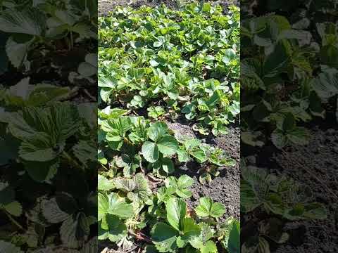 ПРОДАМ КЛУБНИКУ АЛЬБА..