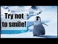 Funny and Cute Penguin Video Compilation | Try not to smile 2018 ( Winter edition )