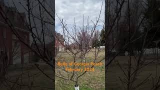 Belle of Georgia Peach Feb2024 #peach #viral #garden #shorts #garden #gardening #fruit #shortvideo