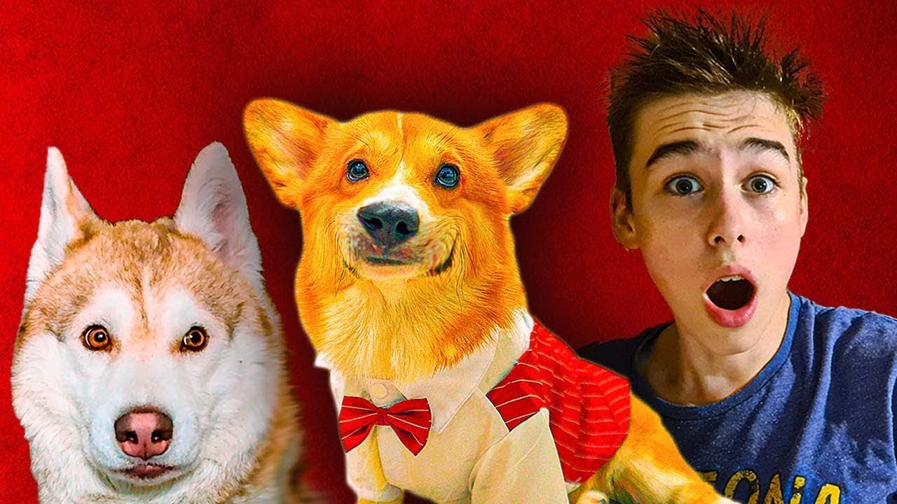 КОРГИ КОРЖИК. ПРОДОЛЖЕНИЕ ПРОДОЛЖЕНИЯ. Лучшие серии сезона