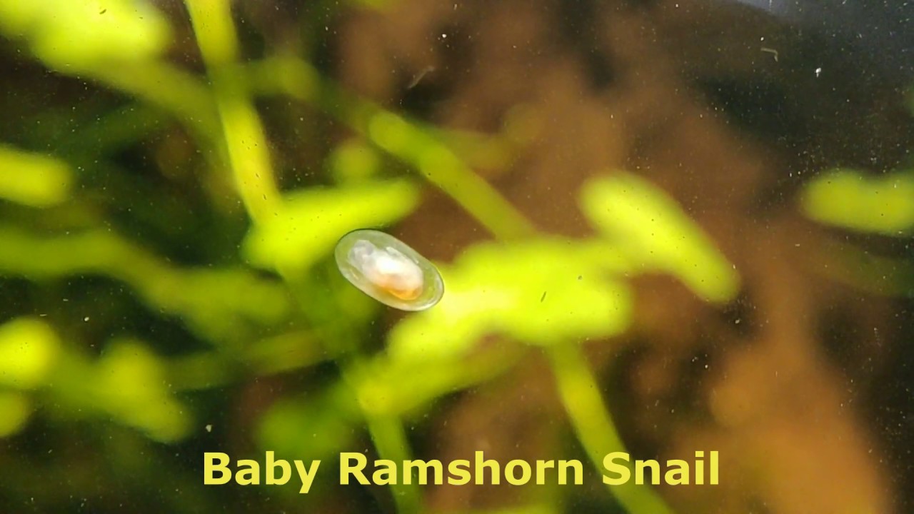 Baby Ramshorn Snail YouTube