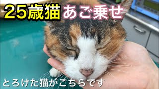 【25歳猫の顔マッサージのやり方】とろけすぎてやめ時がわかりませんでした。