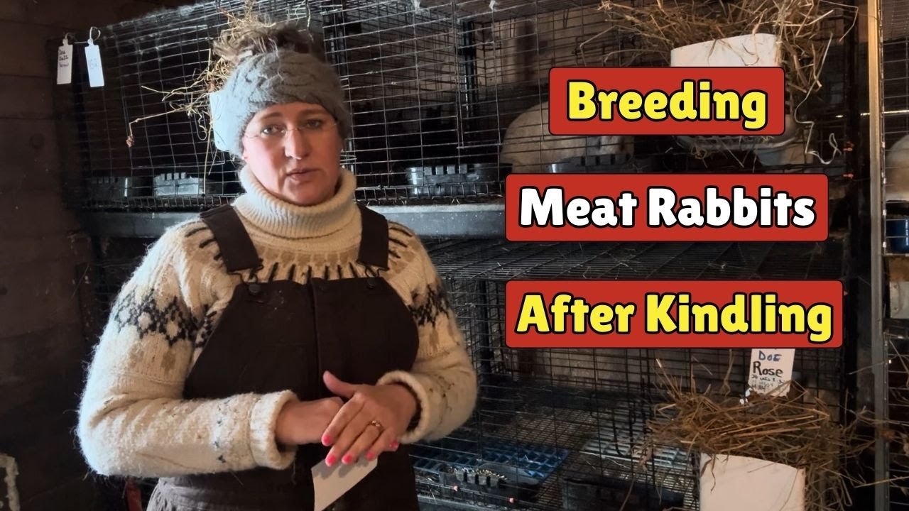 When Should You Breed Meat Rabbits Back After Kindling? - YouTube