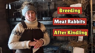When Should You Breed Meat Rabbits Back After Kindling?