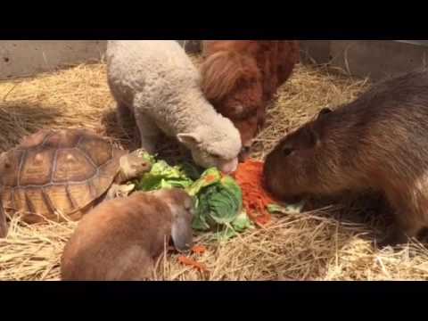 食事するウサギとカメと羊とポニーとカピバラ  