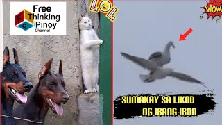 35 GENIUS ANIMALS | Matalinong Hayop Na Nakunan sa Camera