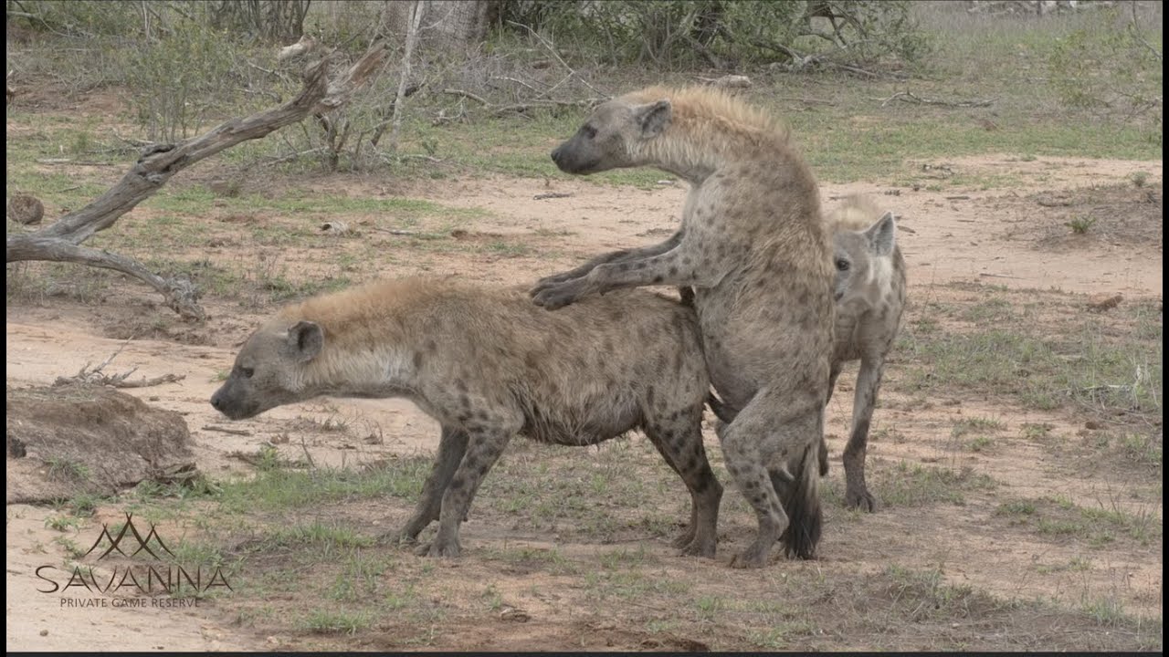 Hyenas mating, fighting and playing! - YouTube