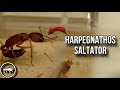 HARPEGNATHOS SALTATOR // ИСТОРИЯ ДВУХ ОТВОДКОВ // AntKeeper #ants #муравьи