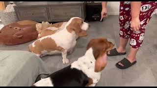 Basset hounds training. by Las Niñas Chaparras 2,463 views 1 year ago 1 minute, 26 seconds