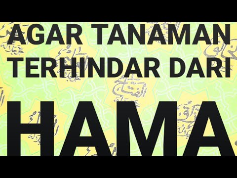 Video: Penjagaan Tumbuhan Doa - Ketahui Cara Menanam Tumbuhan Doa