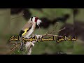 أقوى نداء انثى الحسون لتهييج الذكر appel femelle chardonneret