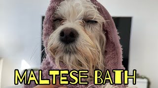 Maltese puppy gets crazy after showering (bathing) by Maltese story 25 views 1 year ago 4 minutes, 24 seconds