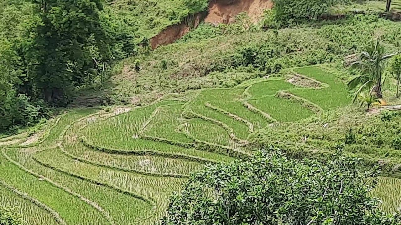 Beautiful Rice Field |Ali-Is, Bayawan| Ag-Venture - YouTube