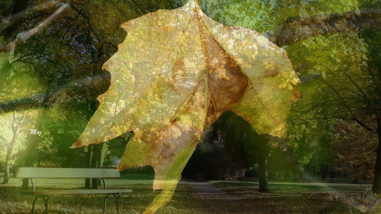 Zsolnai Hédi   -   Hulló levelek