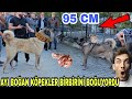 Ayı Boğan Çoban Köpeklerini Zor Tuttular Birbirlerine Daldılarmı?