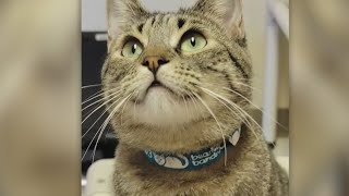 Second Chance Pets: Oak and Yarrow