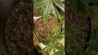 AFGOO OVERDRIVE UPDATE!!! @yieldsource @OrganicGrowChannel #420GTGT