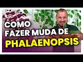 Como fazer mudas de PHALAENOPSIS | Aprenda multiplicar suas orquídeas