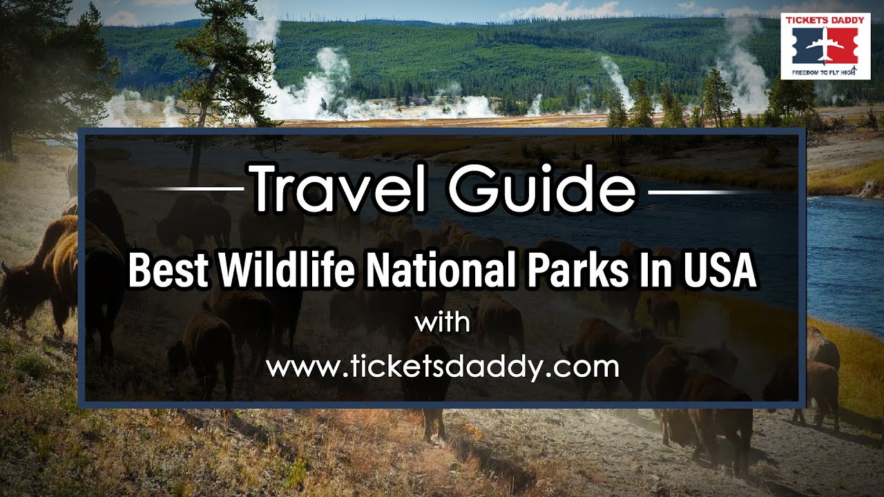 7 Best Wildlife National Parks In USA YouTube