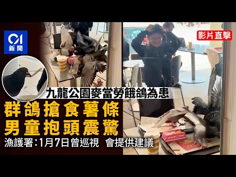 【01秒看新聞】九龍公園麥當勞群鴿「搶劫」掃薯條　男童欲救無從抱頭呆望｜01新聞｜九龍公園｜麥當勞｜野鴿｜薯條｜男童
