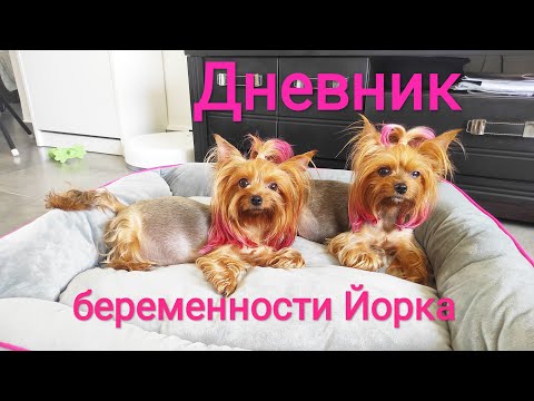 Видео: Как наказать кошку за мочу на ковер