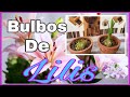 Bulbos de Lilis o Lilium 🌸/Plantando Fácil 💖