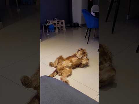 🐶 Cockers: The Most Stubbornly Adorable Dogs You'll Ever Meet 🧡