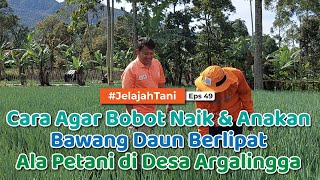 PEMUPUKAN BAWANG DAUN - Biar Gendut & Anakan Banyak 😎 | KANG ALAN - Jelajah Tani #49