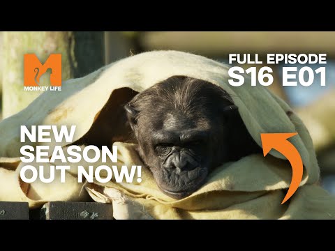 Sasha and Kangoo Move in | Season 16 Episode 1 | Full Episode | Monkey Life